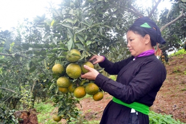 Bảo hộ chỉ dẫn địa lý sản phẩm cam sành Hà Giang