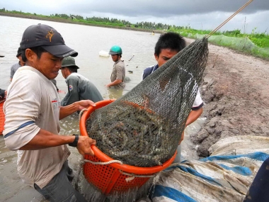 Chính sách cho ngành thủy sản đang không phát triển kịp tiến trình hội nhập