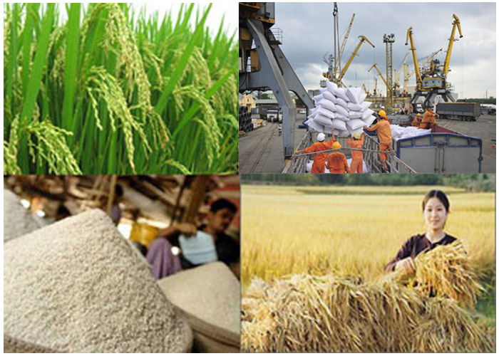 Xuất khẩu gạo: Hướng tới mục tiêu giảm lượng, tăng giá trị