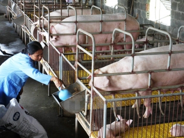 Đề xuất xây dựng dự án Luật Chăn nuôi