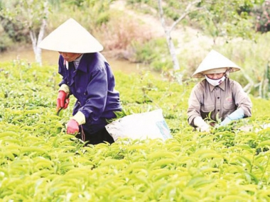 2014: Năm chật vật, khó khăn với xuất khẩu chè