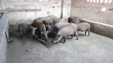 Thành công với mô hình nuôi heo rừng