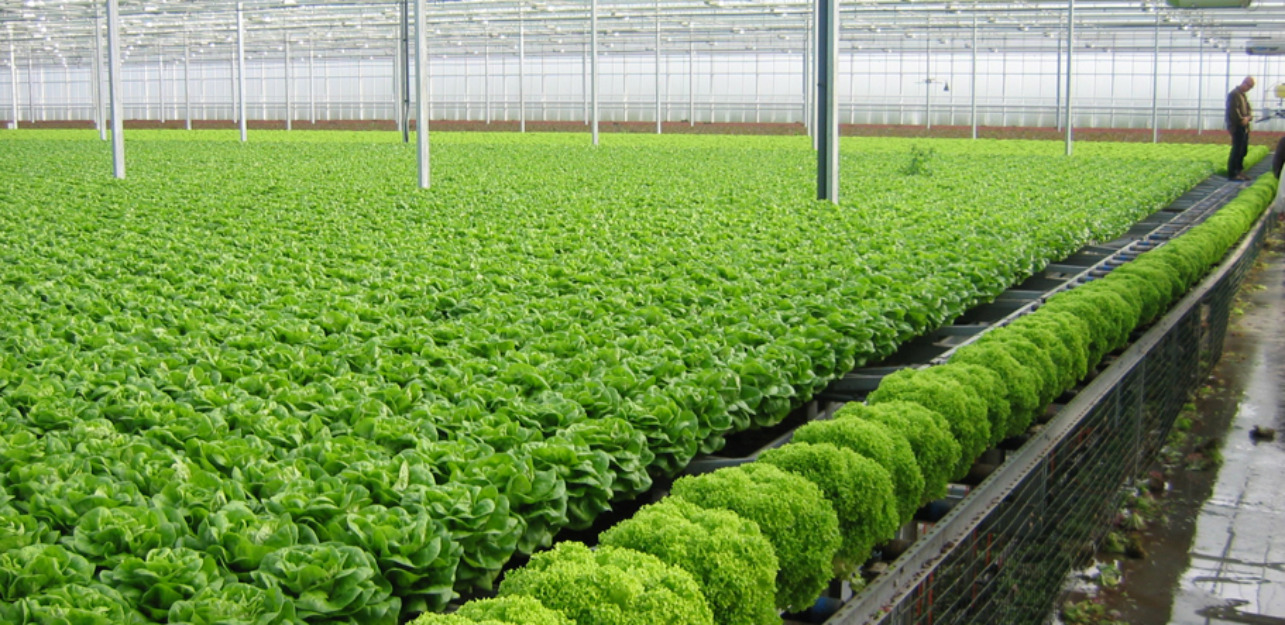Rau sạch vẫn khó đến tay người tiêu dùng