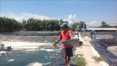 Vụ cấp giấy phép khống tại Tổng cục Thủy sản: Khởi tố về Tội giả mạo trong công tác