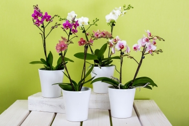 Những loại hoa ý nghĩa nên tặng Thầy Cô trong ngày 20/11