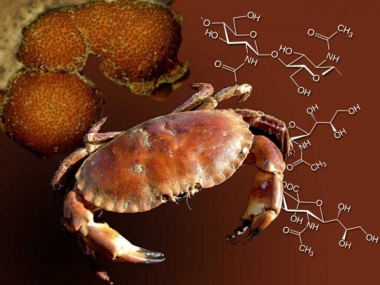 Ứng dụng chất chitin, những điều bạn chưa biết