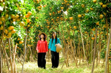 Mùa trái cây Tết 2015: sẽ khan hàng, giá cao?
