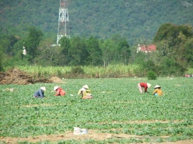 Cần xử lý nghiêm các đối tượng sản xuất, buôn bán mặt hàng phân bón giả