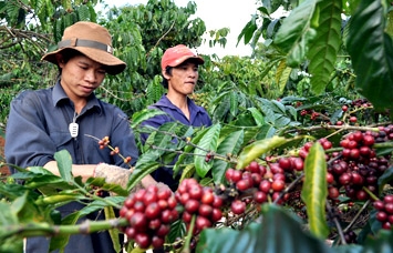 Tái canh cây cà phê: Không dễ!