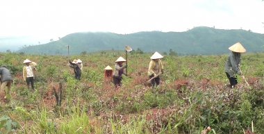 Cho vay vốn trồng rừng sản xuất, phát triển chăn nuôi với lãi suất 1,2%