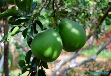 Trang trại Phương Uyên với bước tiến táo bạo trong việc áp dụng KHKT vào nông nghiệp