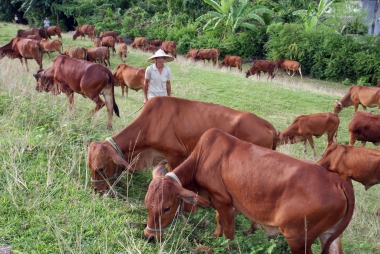 Vùng Tây Bắc cần đẩy mạnh chăn nuôi tập trung