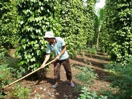 Tìm giải pháp cho ngành hồ tiêu phát triển bền vững