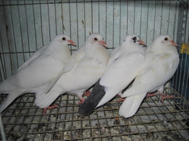 Sống khỏe nhờ nuôi bồ câu Pháp