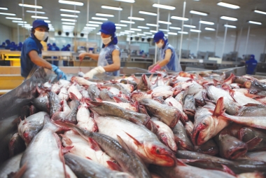Để phát triển ngành hàng cá tra bền vững