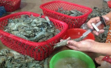 Hết năm 2018, sẽ chấm dứt tình trạng đưa tạp chất vào tôm nguyên liệu
