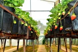 Phát triển rộng rãi du lịch nông nghiệp ở Lâm Đồng