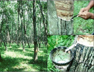 Chỉ bán cổ phần của công ty mẹ Tập đoàn Cao su cho nhà đầu tư trong nước