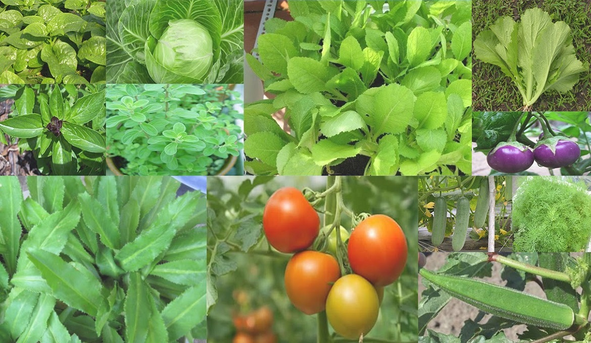 Sản xuất, buôn bán giống cây trồng cần những điều kiện gì?