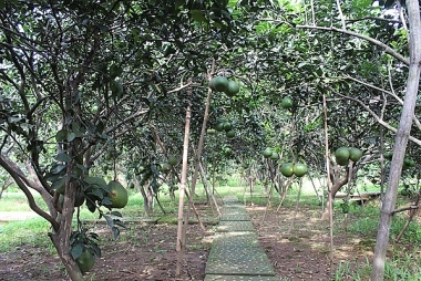 Phát triển sản xuất nông nghiệp gắn với du lịch  trên địa bàn huyện Tân Phú, tỉnh Đồng Nai