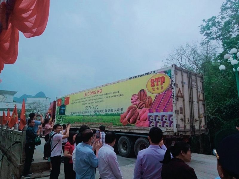 Xe container xuất khẩu khoai lang sang Trung Quốc    Xe container xuất khẩu khoai lang sang Trung Quốc