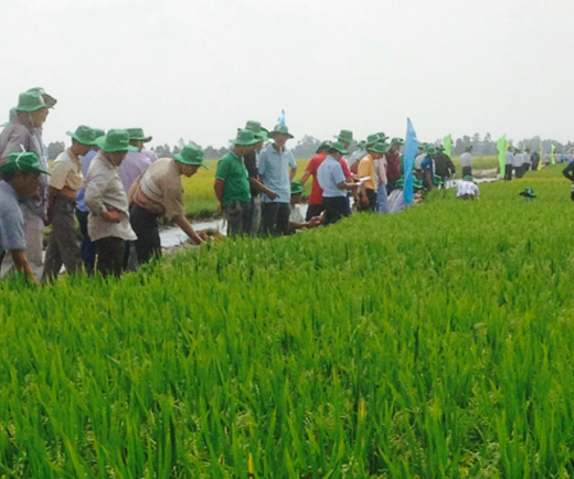 Sóc Trăng: Kinh nghiệm hỗ trợ phát triển hợp tác xã