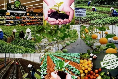Chuyển dịch cơ cấu kinh tế nông thôn bền vững: Nhìn từ thực tiễn mô hình kinh doanh theo tiêu chí NTM ở Hà Nội