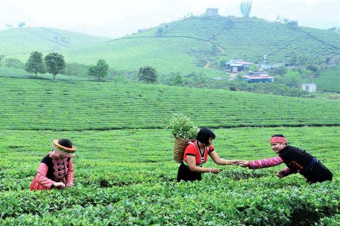 Phân tích kết quả kinh doanh của các hộ dân trong chuỗi giá trị chè sạch tại huyện Thuận Châu, tỉnh Sơn La