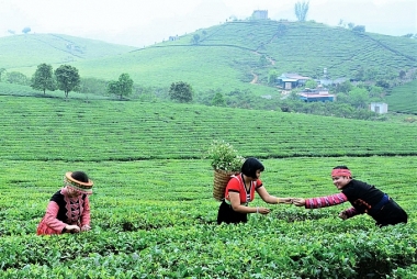 Phân tích kết quả kinh doanh của các hộ dân trong chuỗi giá trị chè sạch tại huyện Thuận Châu, tỉnh Sơn La