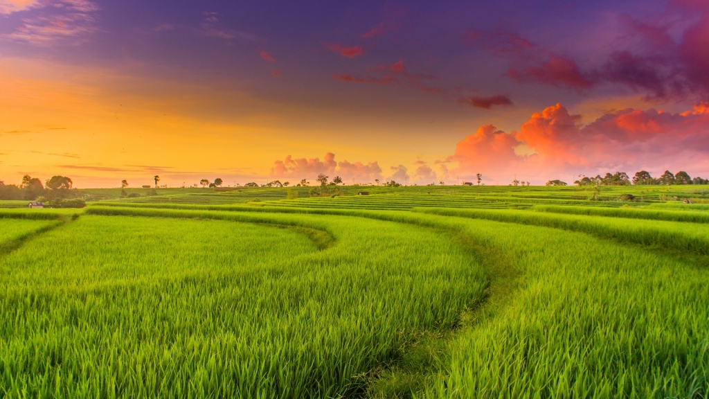 Phát triển nông nghiệp đô thị ở một số quốc gia trên thế giới và gợi ý cho Việt Nam Phát triển nông nghiệp đô thị ở một số quốc gia trên thế giới và gợi ý cho Việt Nam