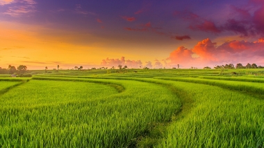 Phát triển nông nghiệp đô thị ở một số quốc gia trên thế giới và gợi ý cho Việt Nam