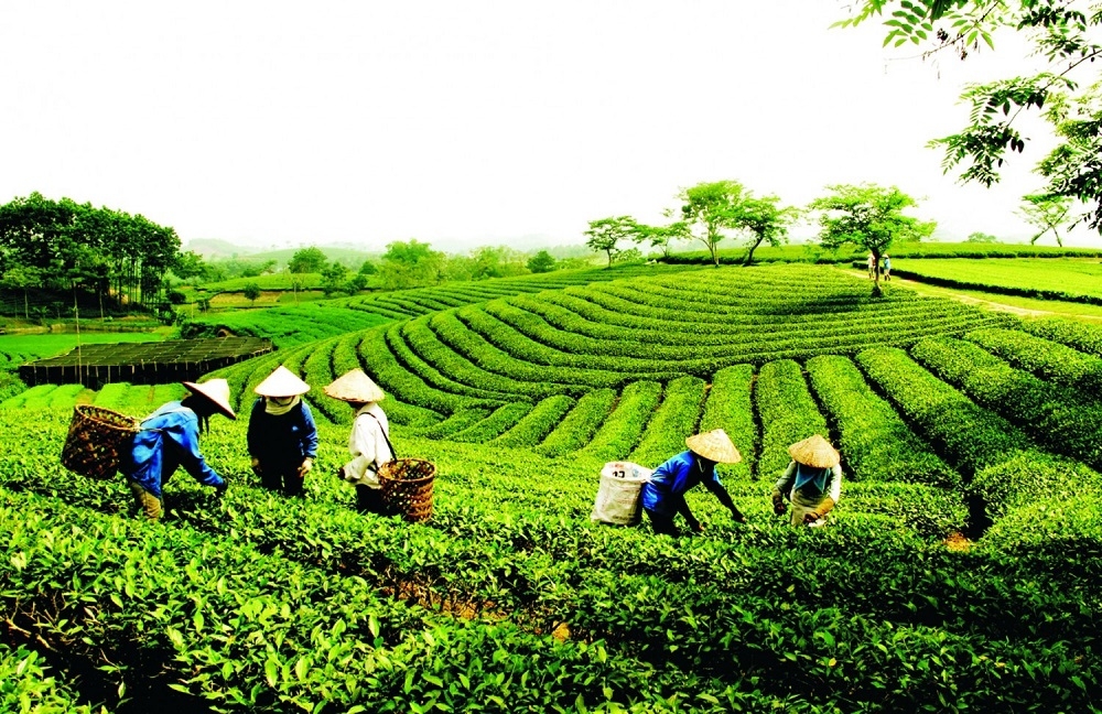 Kết quả 20 năm thực hiện Nghị quyết số 13-NQ/TW về đổi mới, phát triển và nâng cao hiệu quả kinh tế tập thể và những vấn đề đặt ra