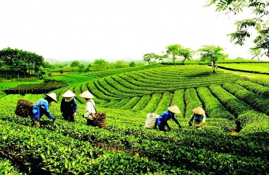 Kết quả 20 năm thực hiện Nghị quyết số 13-NQ/TW về đổi mới, phát triển và nâng cao hiệu quả kinh tế tập thể và những vấn đề đặt ra