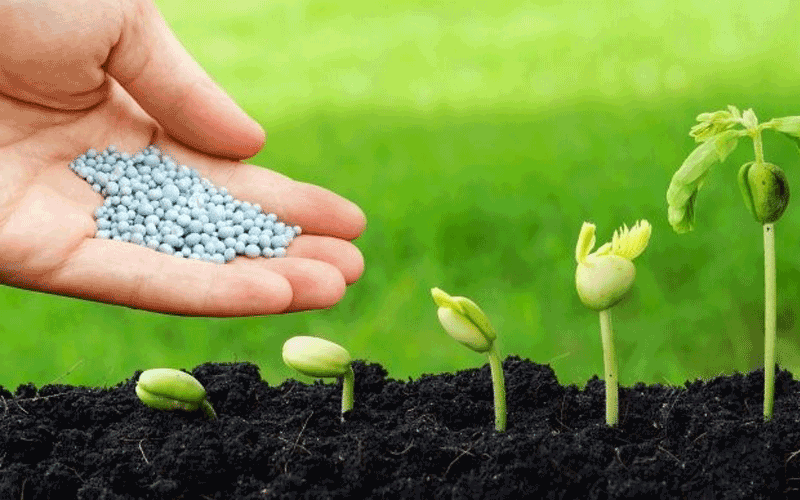 SSI dự báo giá ure đạt đỉnh tháng 3, Đạm Cà Mau, Đạm Phú Mỹ sẽ tăng lợi nhuận