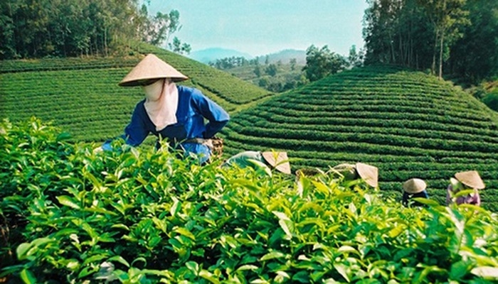 Hàm ý chính sách từ việc so sánh giới hạn dư lượng thuốc bảo vệ thực vật đối với chè xuất khẩu của Việt Nam và EU Hàm ý chính sách từ việc so sánh giới hạn dư lượng thuốc bảo vệ thực vật đối với chè xuất khẩu của Việt Nam và EU