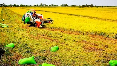 Thống đốc chỉ đạo nới tín dụng, tăng khả năng thu mua thóc, gạo tại Đồng bằng Sông Cửu Long