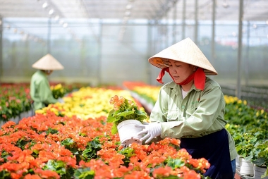 Hàng loạt giải pháp hỗ trợ nông dân, phục hồi phát triển nông nghiệp, nông thôn bền vững