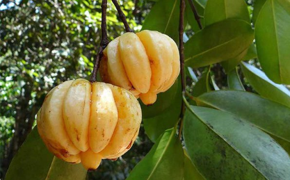 Rừng và cuộc sống