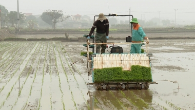 Chuyển đổi số trong nông nghiệp: Đảm bảo khả năng phục hồi cho nông dân và cây trồng thông qua bảo hiểm nông nghiệp
