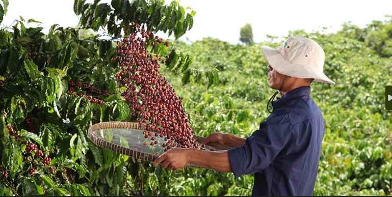 Chương trình NESCAFÉ Plan 2030 đẩy mạnh áp dụng nông nghiệp tái sinh, tăng năng suất và giảm phát thải khí nhà kính
