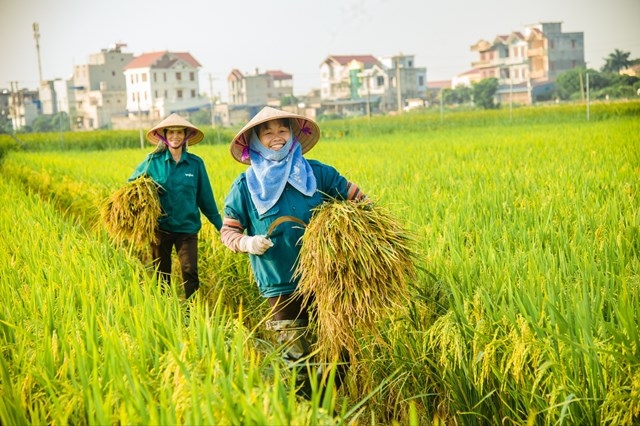 Toàn cảnh bức tranh nông nghiệp Việt Nam năm 2024