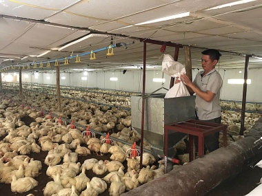 Tạo điều kiện cho kinh tế trang trại phát triển, từng bước phát triển gắn với mục tiêu sản xuất quy mô lớn