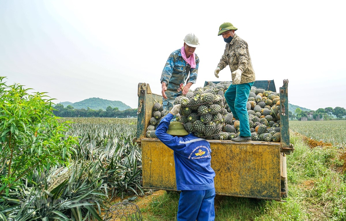 Sắp xếp, đổi mới và phát triển nâng cao hiệu quả hoạt động của công ty nông, lâm nghiệp