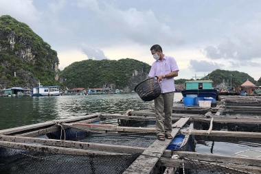 Phê duyệt Đề án nâng cao năng lực quản lý nhà nước về thủy sản