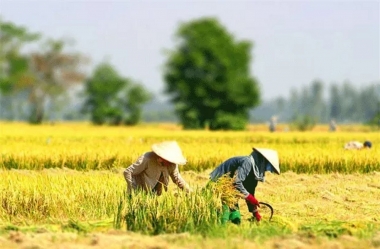 Long An chuyển mục đích sử dụng 18,11ha đất trồng lúa sang đất phi nông nghiệp