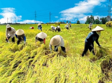 Nhân tố ảnh hưởng đến quyết định tham gia hợp tác xã của nông dân trồng lúa ở Đồng bằng sông Cửu Long