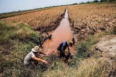 Nguyên nhân và sự ảnh hưởng của xâm nhập mặn ở Đồng bằng sông Cửu Long