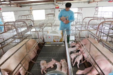 Phê duyệt kế hoạch quốc gia về tăng cường năng lực quản lý, kiểm soát dịch bệnh động vật