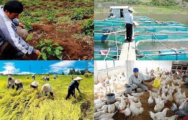Chăn nuôi phát triển ổn định, sản xuất lâm nghiệp gặp bất lợi do thời tiết nắng nóng kéo dài