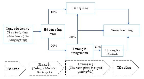 Phát triển chuỗi giá trị bưởi tại xã Đồng Lê, tỉnh Quảng Trị: Góc nhìn từ sản xuất đến tiêu thụ và hiệu quả kinh tế